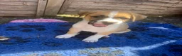 Mixed Breed dogs for sale: Boxer Shepherds for sale in High Wycombe - Advert 11