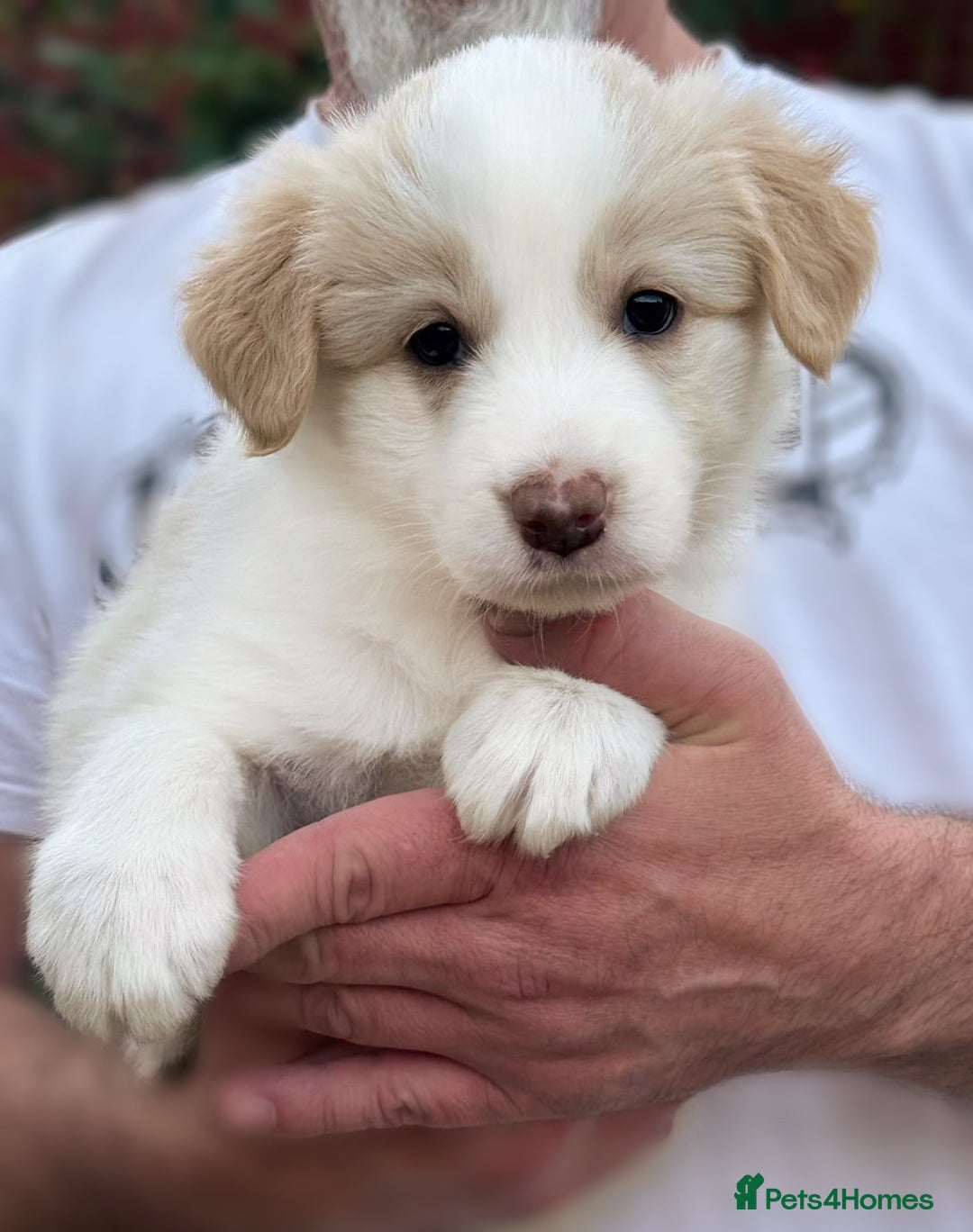 Border Collie dogs for sale: Champion line puppies  - Image 1