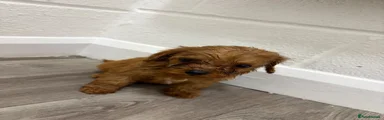 Cavapoo 2