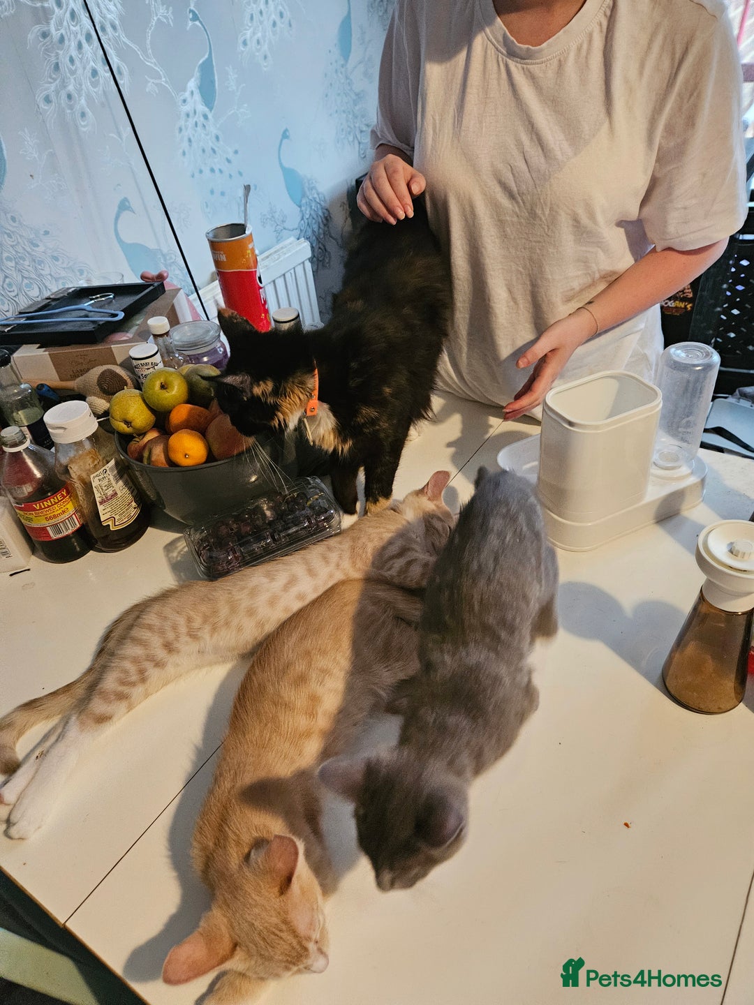 Maine Coon cats for sale: Maine Coon Kittens READY NOW parents not registere - Image 31
