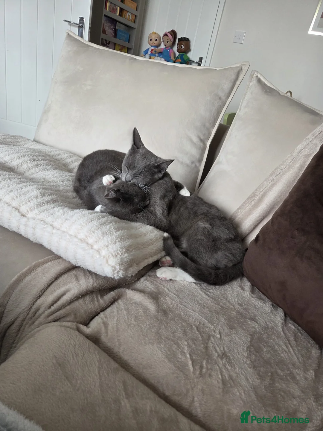 Mixed Breed cats for sale: Bonded Pair Cats Ronnie & Reggie *Free* - Advert 2