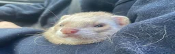 Ferret rodents for sale: Ferret for sale - Advert 13