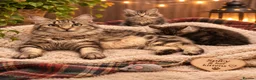 Kurilian Bobtail cats for sale: Beautiful silver tabby Kurilian bobtail kittens  in Stoke-on-Trent - Advert 1