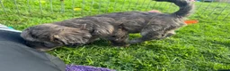 Doxiepoo dogs for sale: Doxiepoo girl just turned 8 weeks  - Advert 7