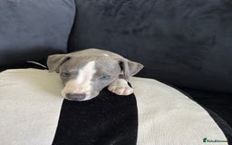 Whippet dogs for sale: WHIPPET PUPS READY TO LEAVE Aug 6th  - Image 1