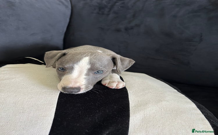 Whippet dogs - Advert 7