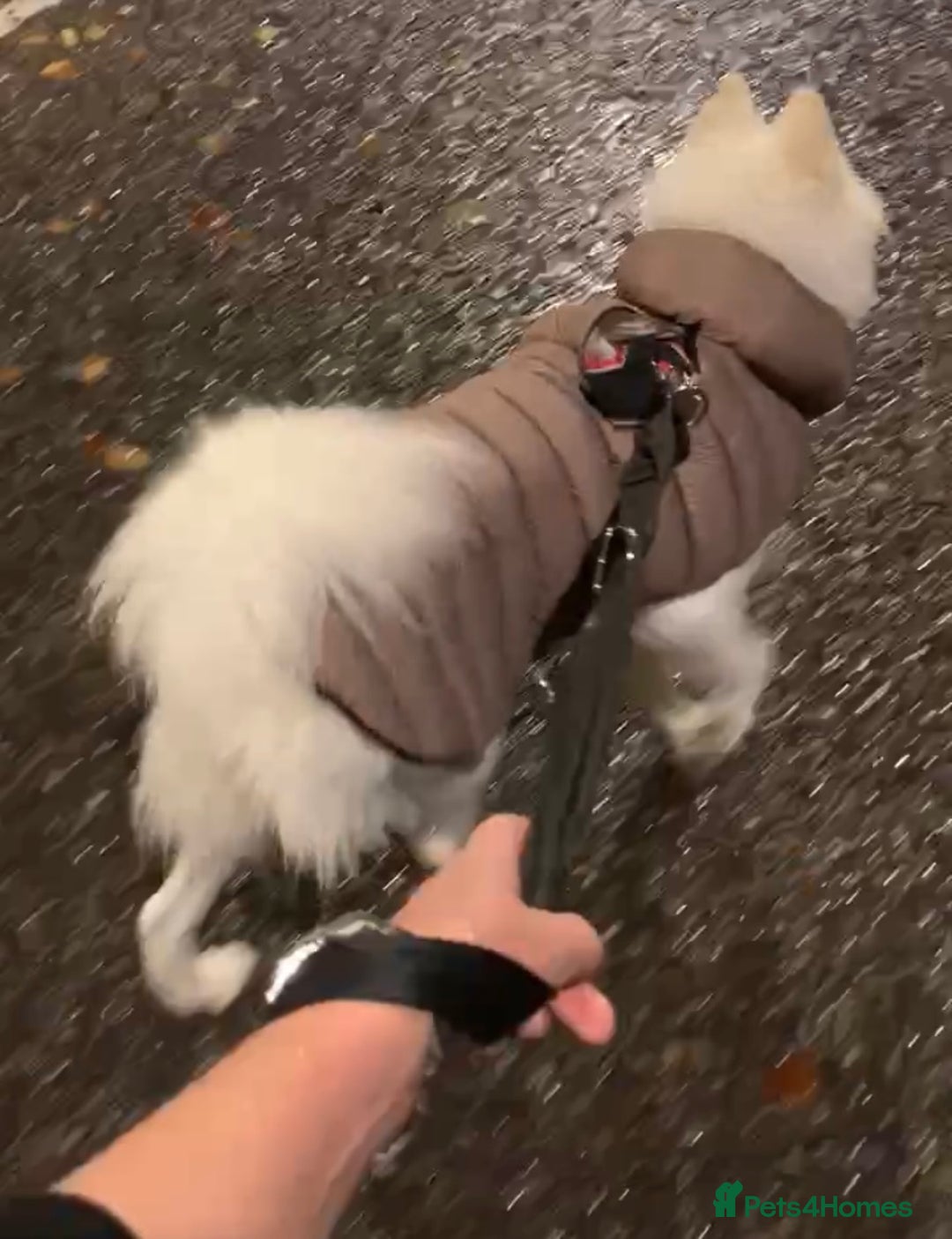 Samoyed dogs for sale: 1 Year old Samoyed Female Dog - Available now! - Advert 12