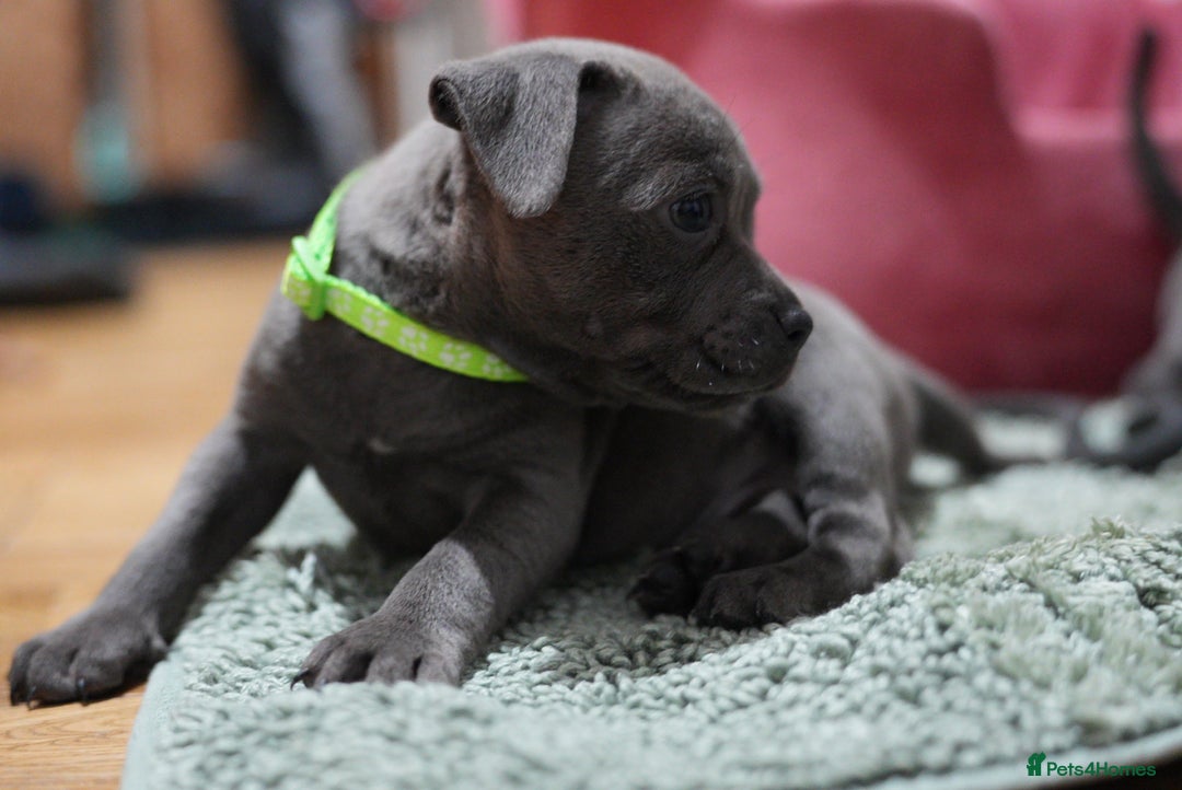 Staffordshire Bull Terrier dogs for sale: Ready now! Stunning Staffy Puppies 🐶 - Advert 7