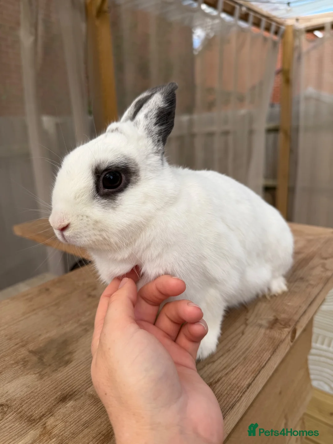 Netherland Dwarf rabbits for sale: 2 Netherland dwarf bunnies - males  in Aylesbury - Advert 7
