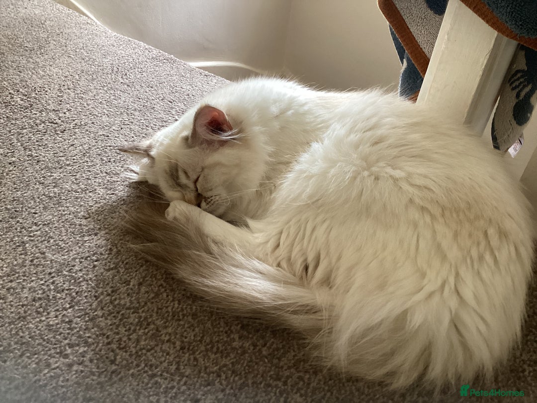 Ragdoll cats for sale: Beautiful GCCF Female Ragdoll - Image 9