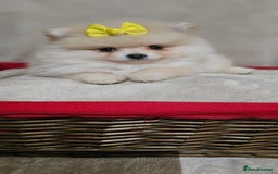 Pomeranian dogs for sale:  Pomeranian puppies ready now  - Image 16