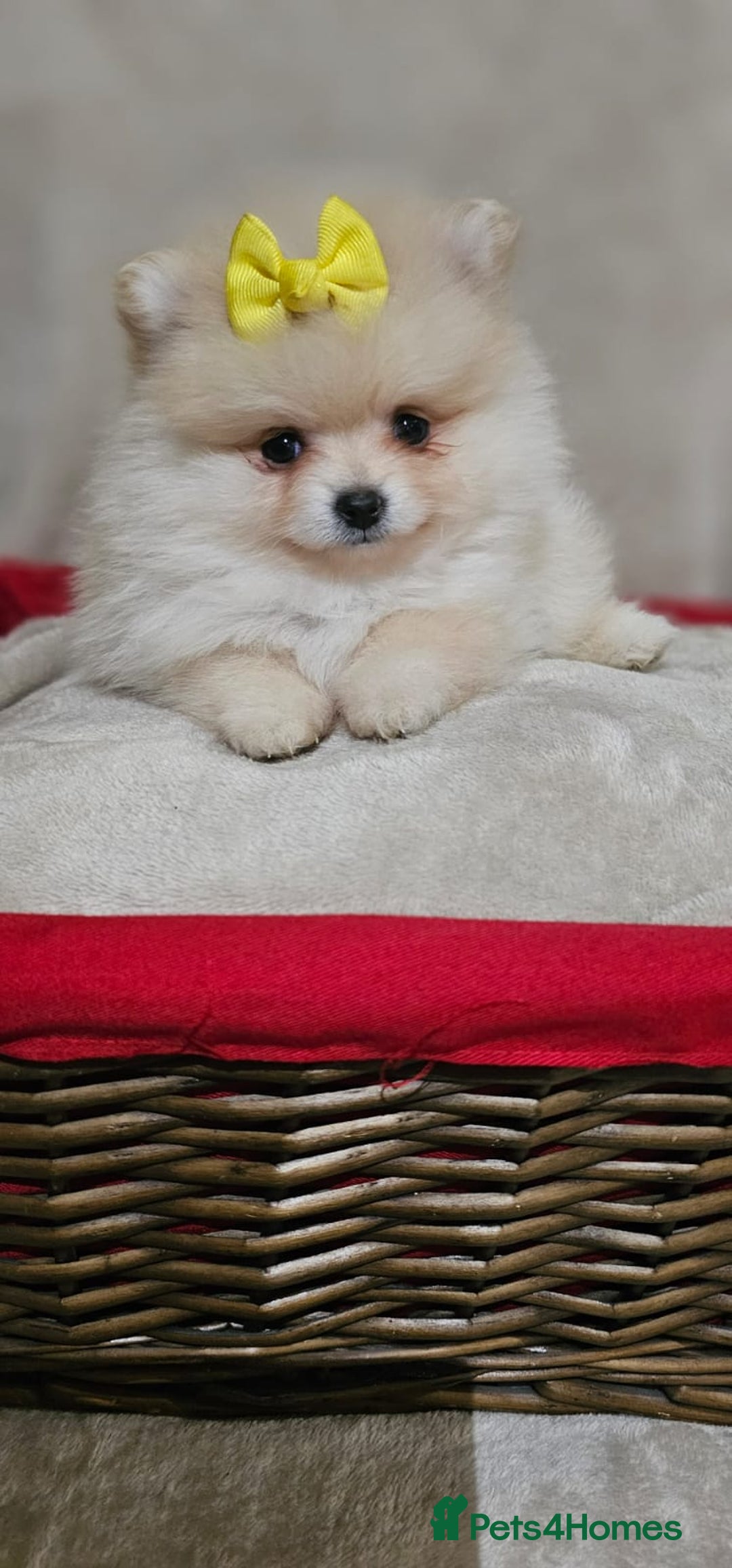 Pomeranian dogs for sale:  Pomeranian puppies ready now  - Image 16