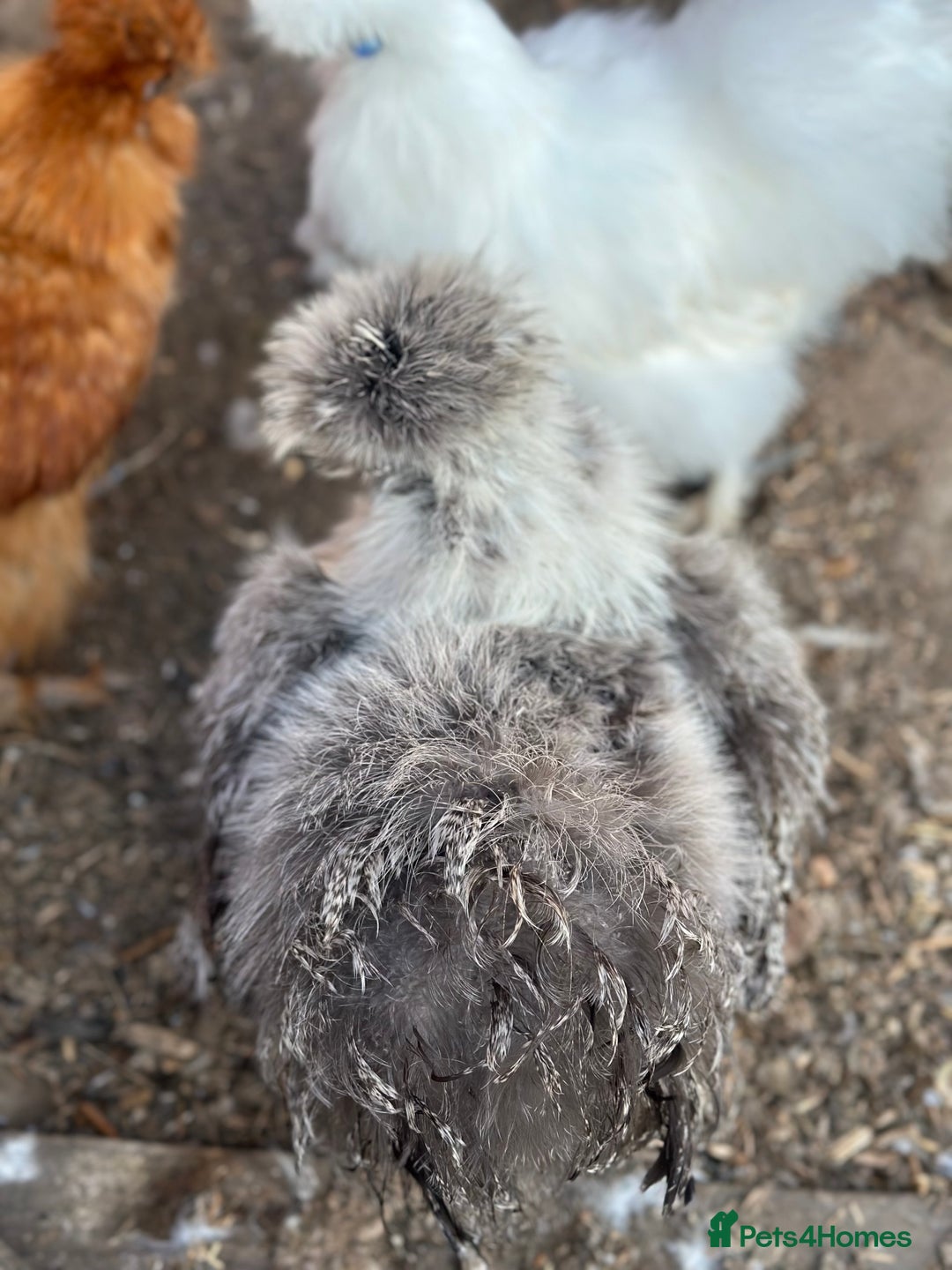Hens poultry for sale: Beautiful coloured silkie hens point of lay/pullet - Image 8