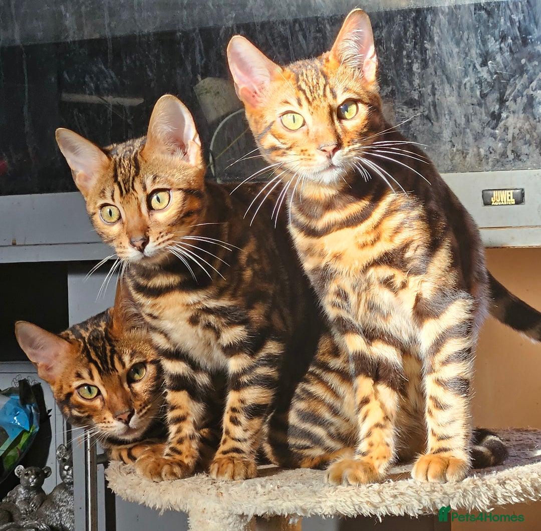 Bengal cats for sale: Brown Rosetted TICA Bengals Ready Now - Advert 4
