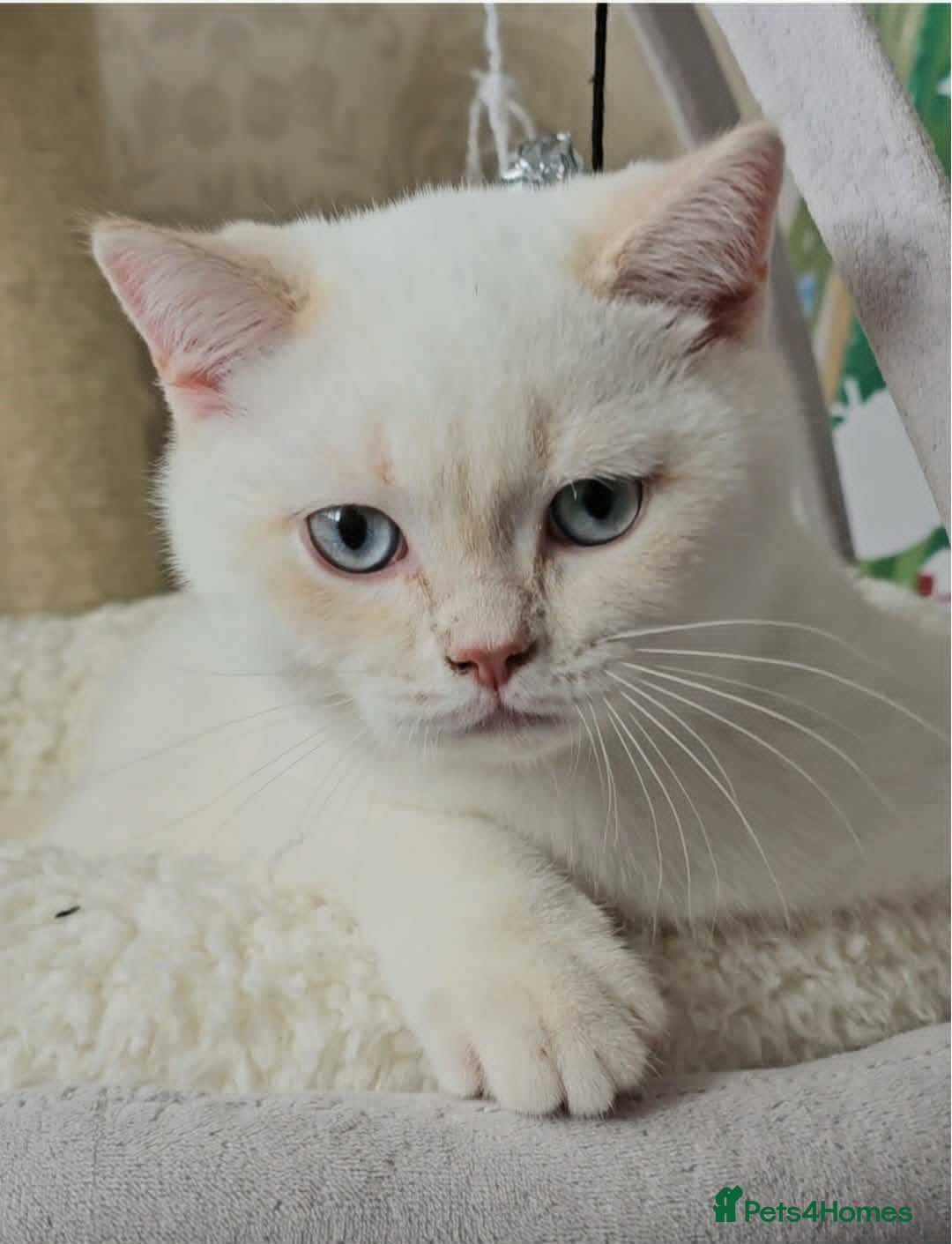 British Shorthair cats GCCF reg, Stunning Colourpoint Kittens - Advert 5