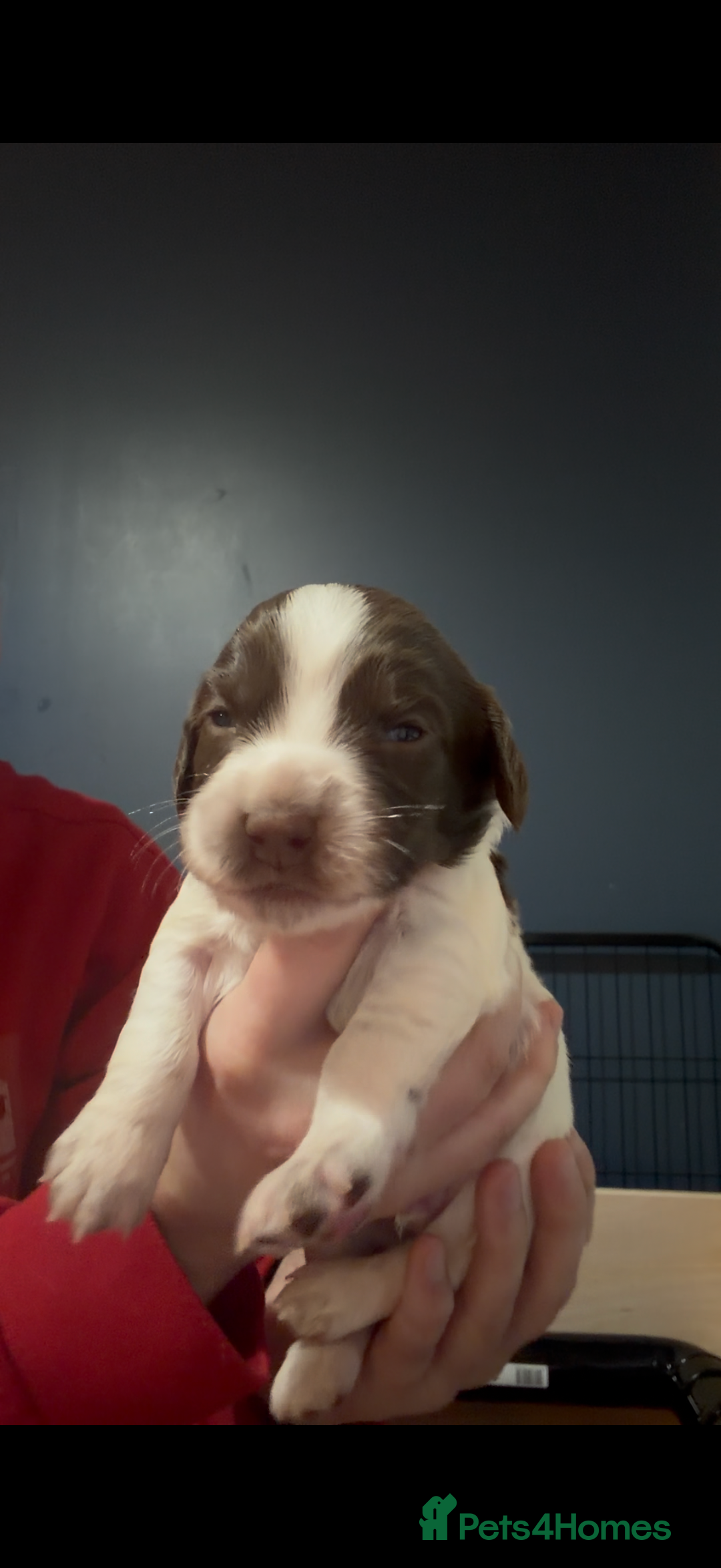 English Springer Spaniel dogs for sale: KC Registered English Springer Spaniel puppies - Advert 8