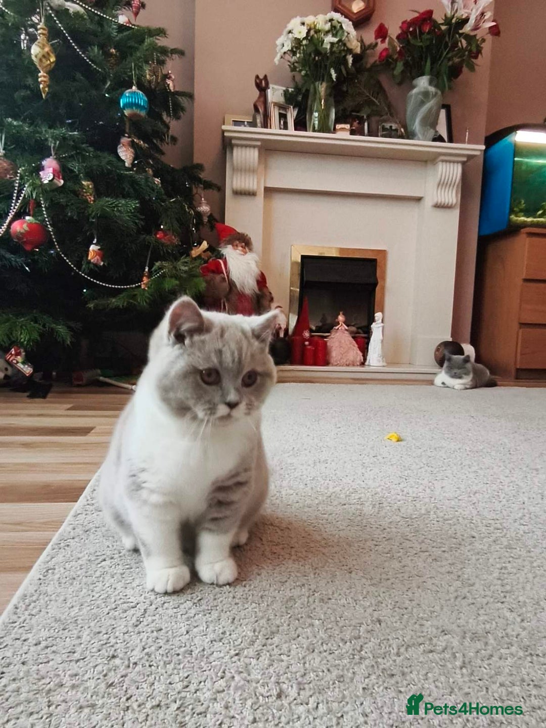 British Shorthair cats for sale: British shorthair - Advert 6