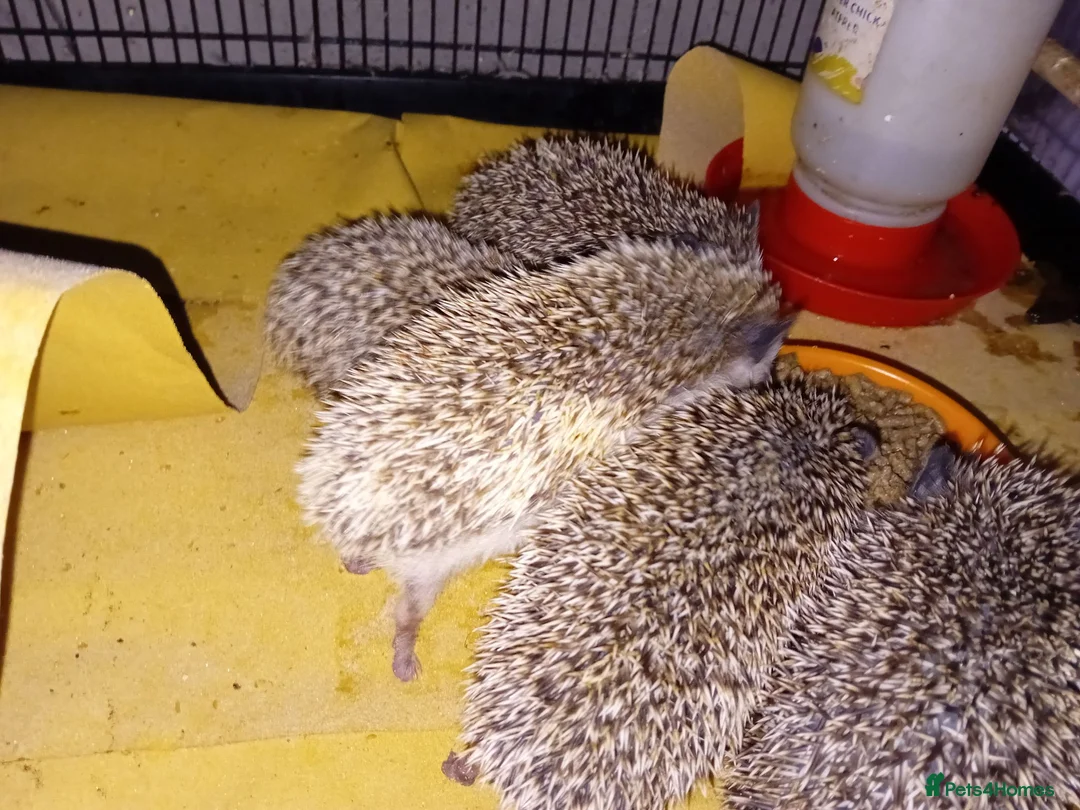 Pygmy Hedgehog rodents for sale: 5 Beautiful African Pygmy Hoglets –Boys & Girls in Manchester - Advert 1