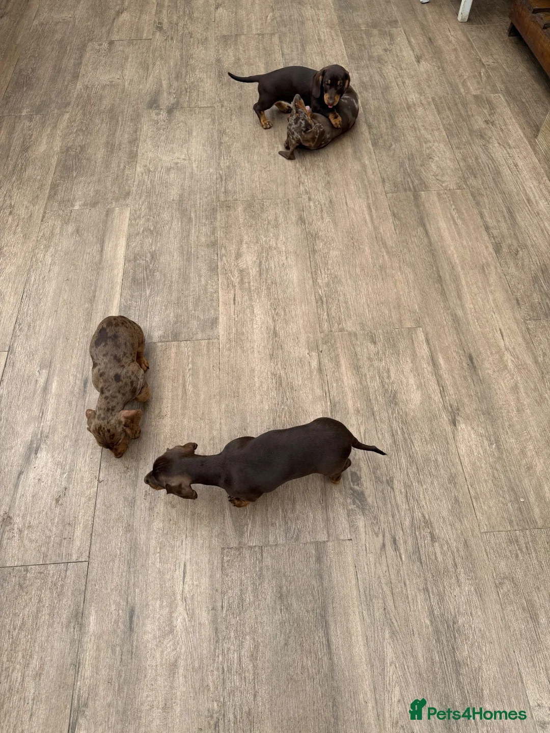 Dachshund dogs for sale: Dachshund is your friend forever  - Advert 19