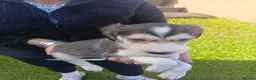 Saluki dogs for sale: KC registered saluki puppy’s  - Advert 16