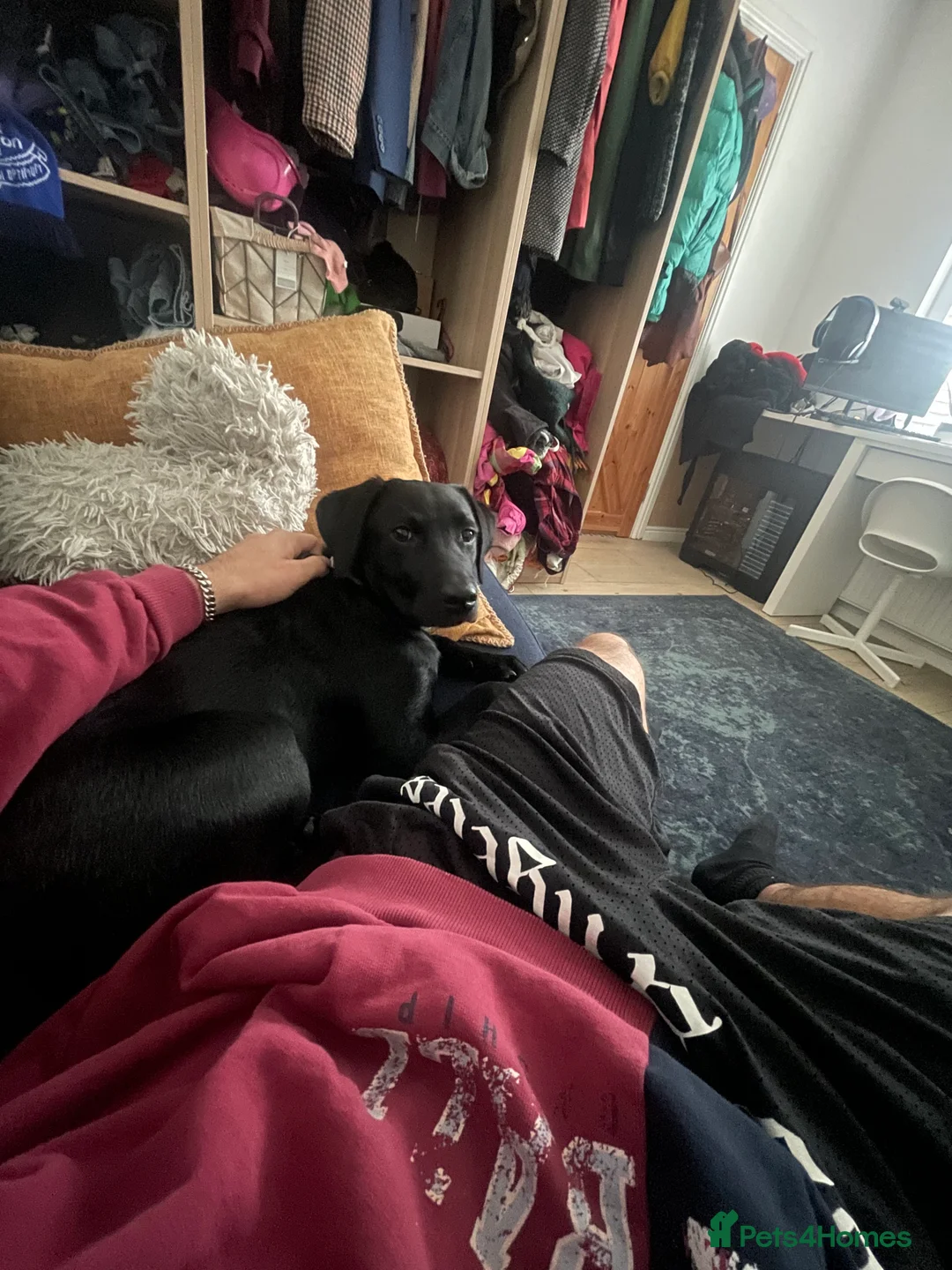 Labrador Retriever dogs for sale: Joey  - Advert 8