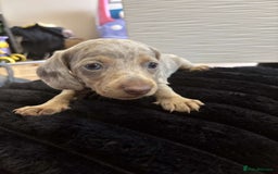 Miniature Dachshund dogs for sale: Stunning miniature dachshunds in Kidderminster - Image 23