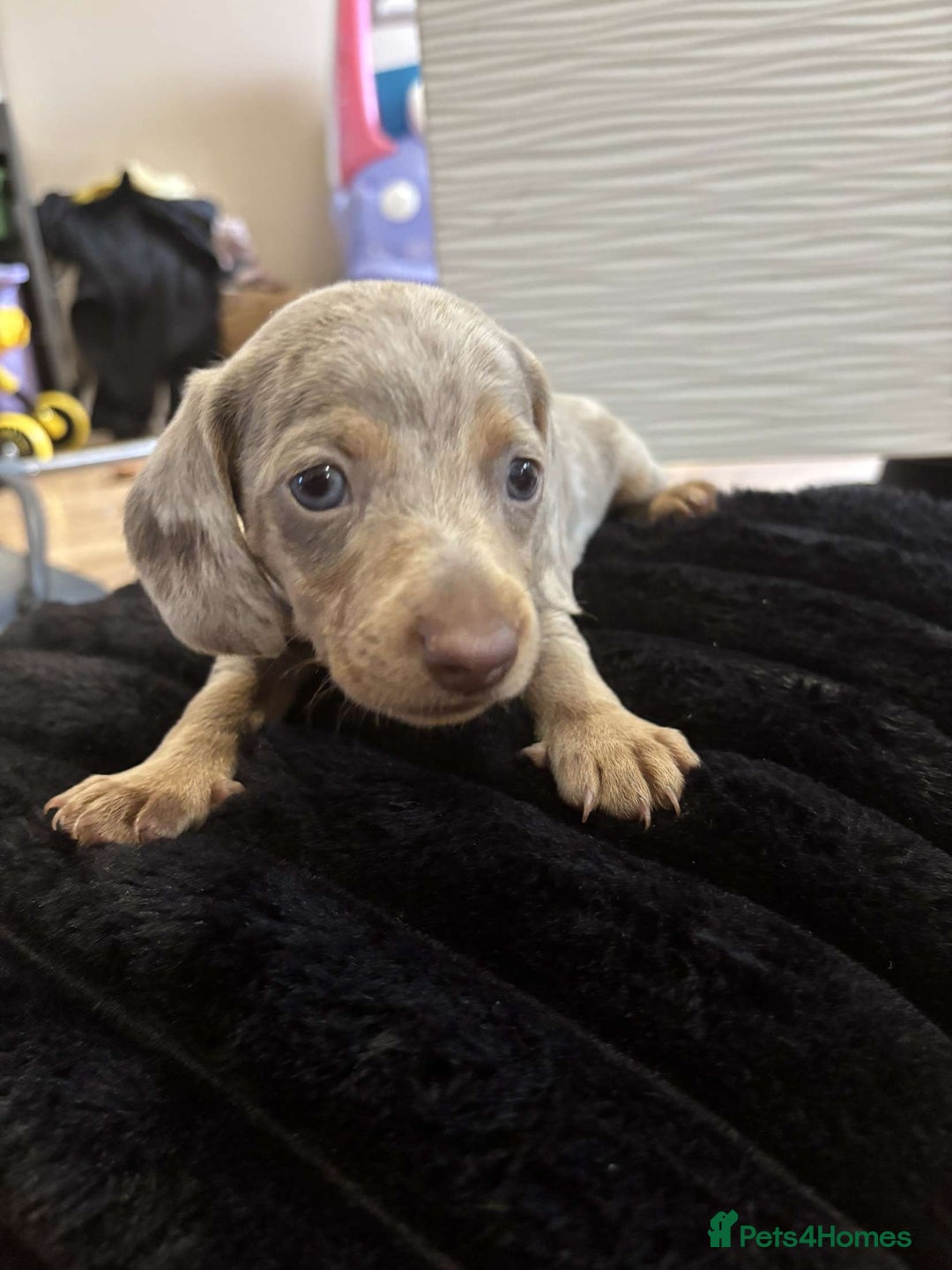 Miniature Dachshund dogs for sale: Stunning miniature dachshunds in Kidderminster - Image 23