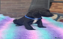 Cocker Spaniel dogs for sale: Ready to leave Cocker Spaniel Puppys in Doncaster - Image 4