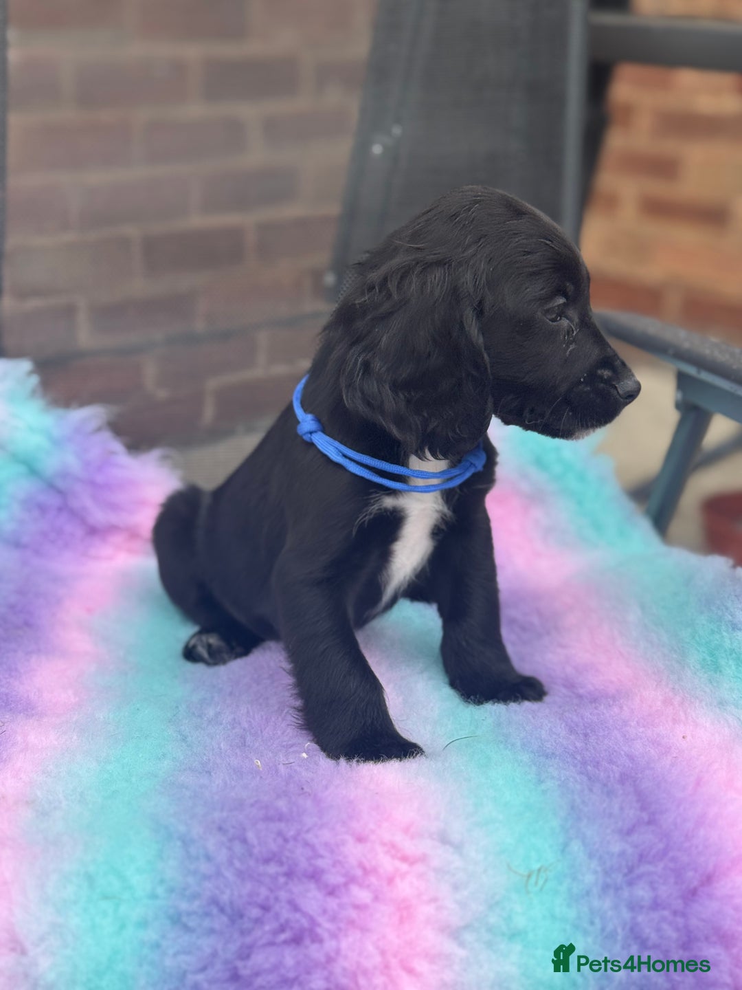 Cocker Spaniel dogs for sale: Ready to leave Cocker Spaniel Puppys in Doncaster - Image 4