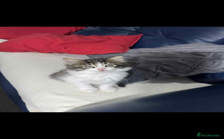 Maine Coon cats - Advert 1
