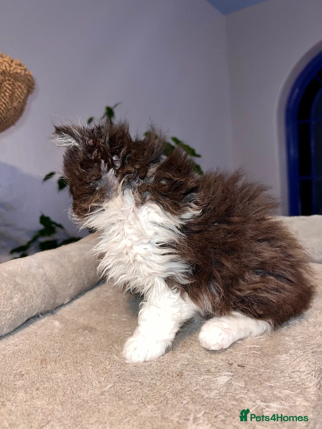 Selkirk Rex cats for sale: Stunning Selkirk rex kittens - Advert 19
