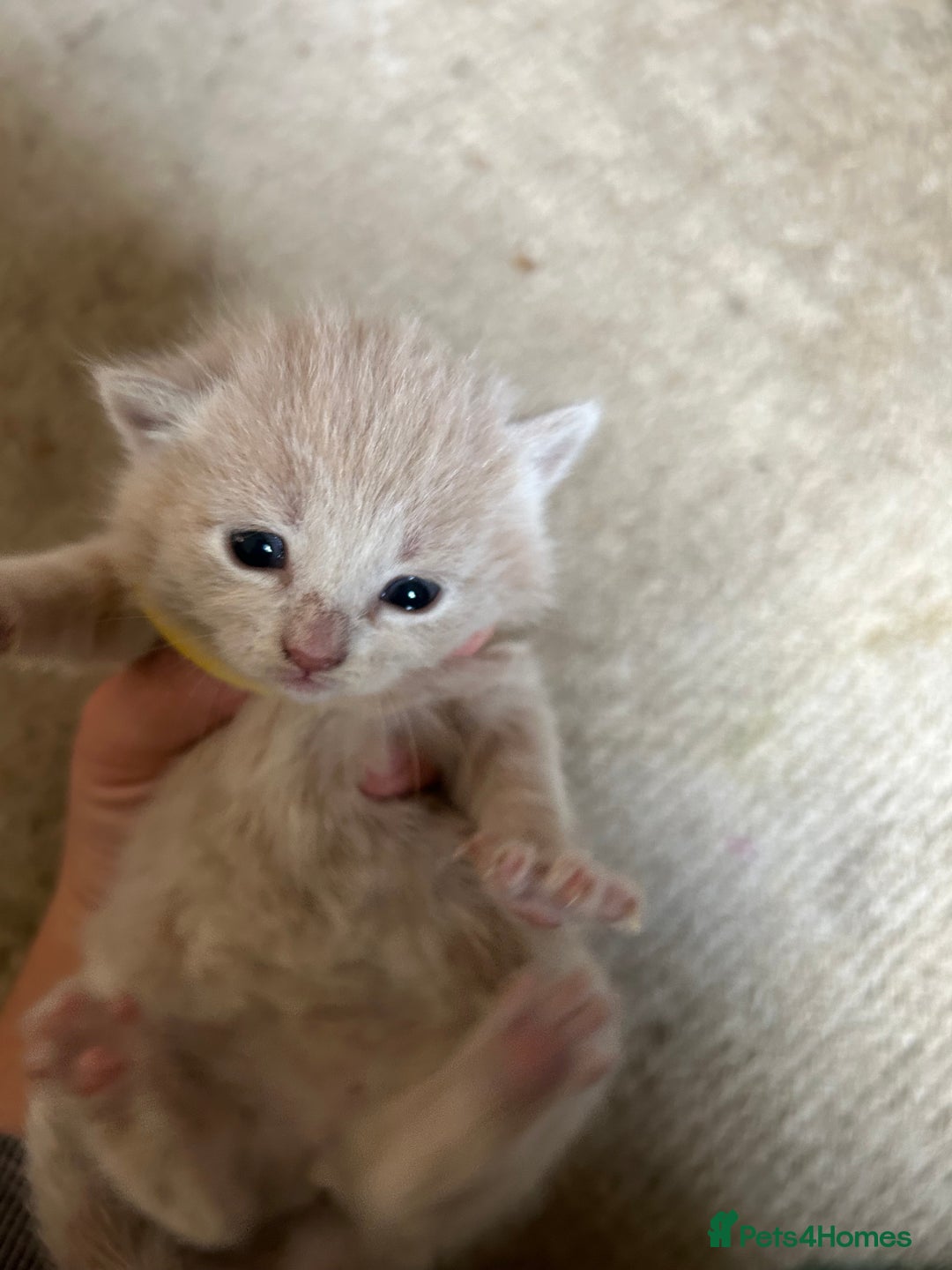Mixed Breed cats for sale: 5 kittens for sale  - Image 12