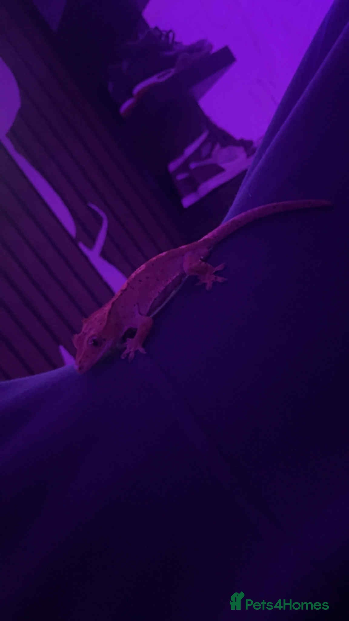 Gecko reptiles Crested geckos - Advert 16