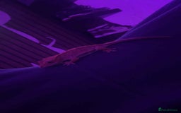 Gecko reptiles for sale: Crested geckos - Advert 1