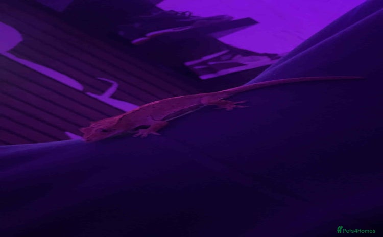 Gecko reptiles Crested geckos - Advert 1