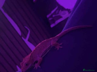 Gecko reptiles Crested geckos - Advert 5
