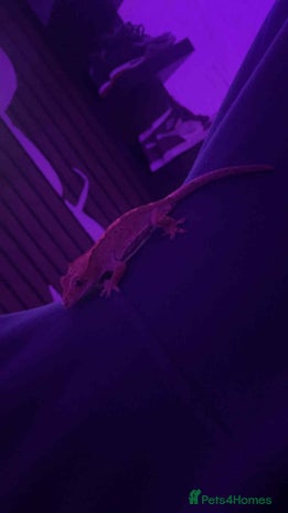 Gecko reptiles Crested geckos - Advert 1