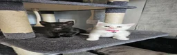 Persian cats for sale: Pure white long hair kittens. - Advert 22