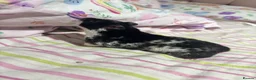 Hamster rodents for sale: Female pedigree hamster with cage  - Advert 5