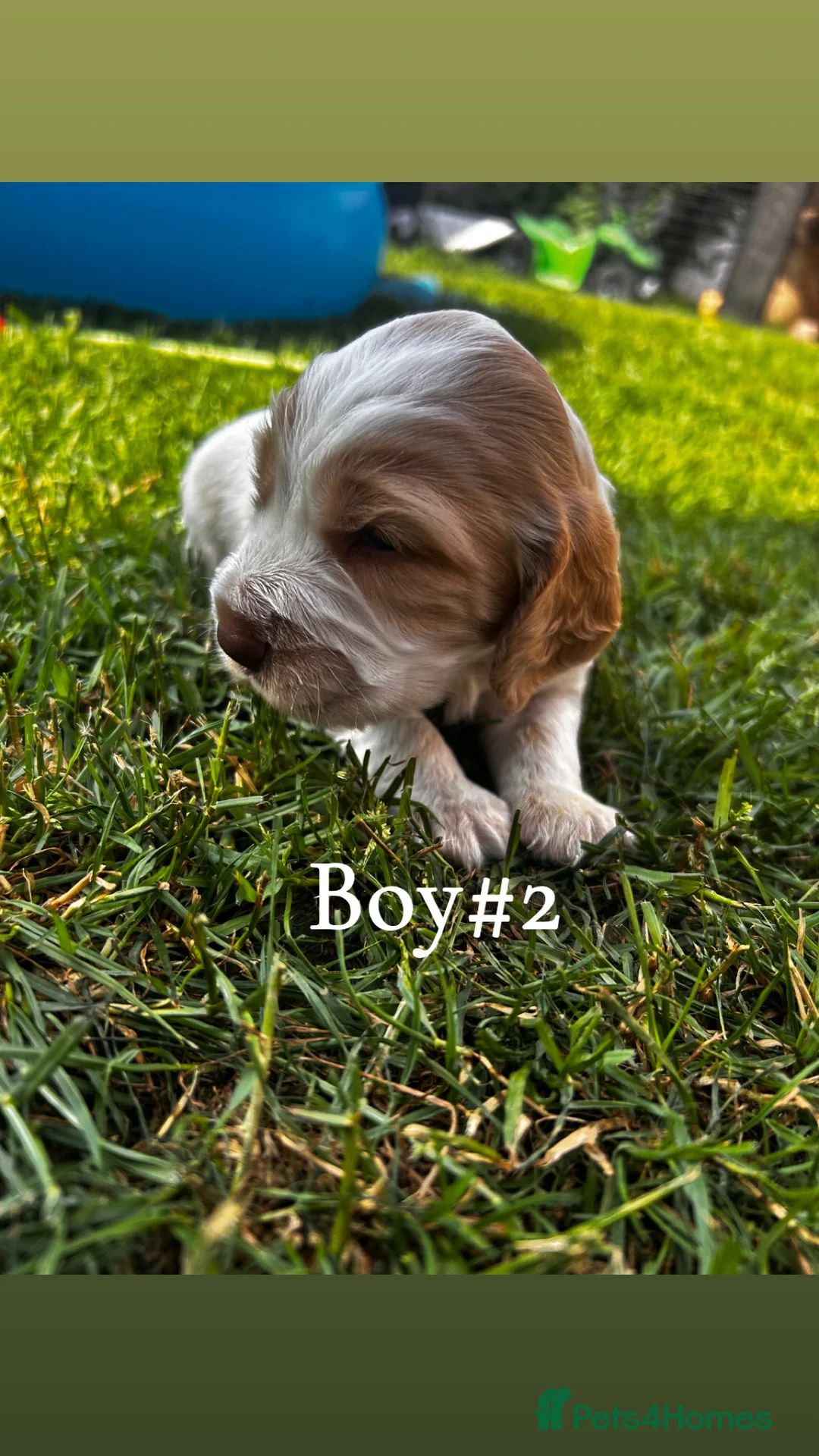 Cocker Spaniel dogs for sale: English Show type cocker spaniels  in Peterborough - Advert 2