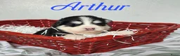 Pomsky dogs for sale: F3 Pomsky Puppies - Ready Soon - Advert 6