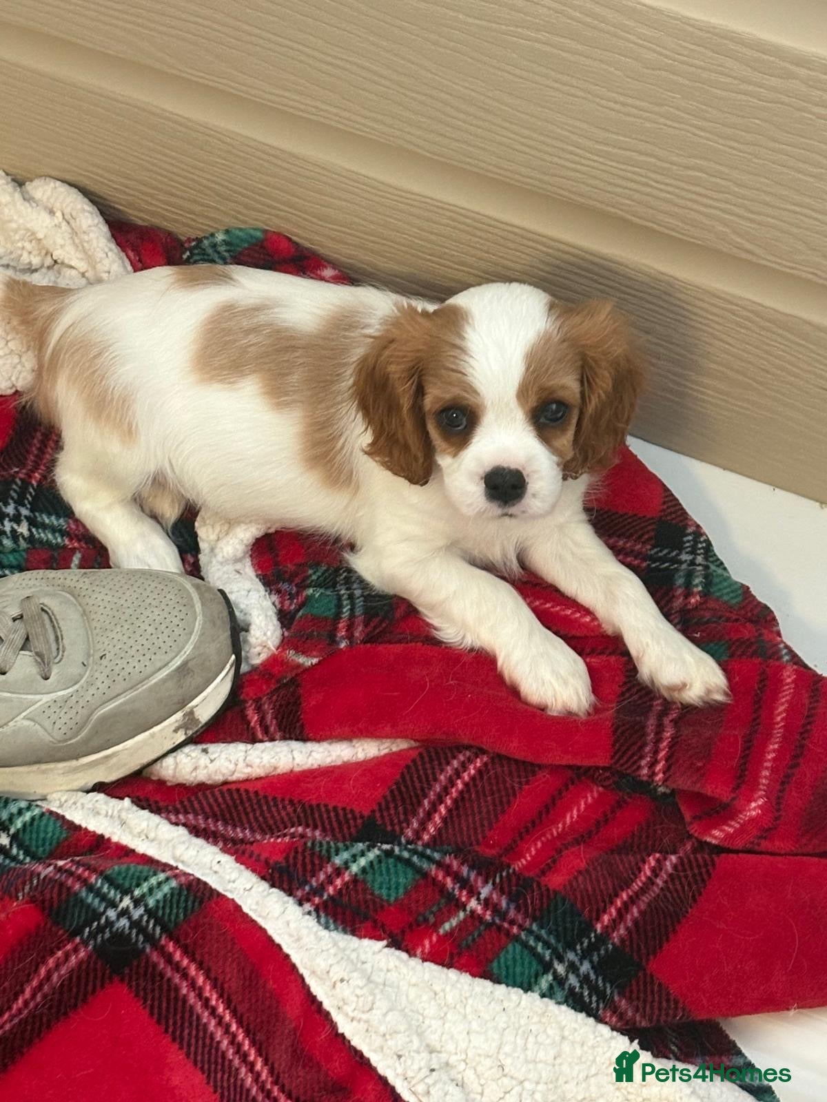 Cavalier King Charles Spaniel dogs Beautiful Blenheim King Charles spaniel pups    - Advert 15