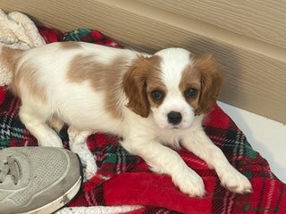 Cavalier King Charles Spaniel dogs Beautiful Blenheim King Charles spaniel pups - Advert 15