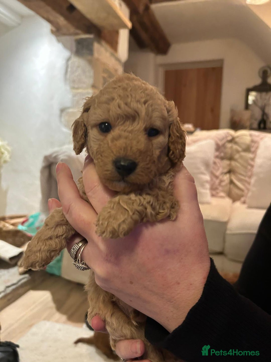 Cockapoo dogs for sale: Amazing miniature F1b cockapoo  - Advert 5