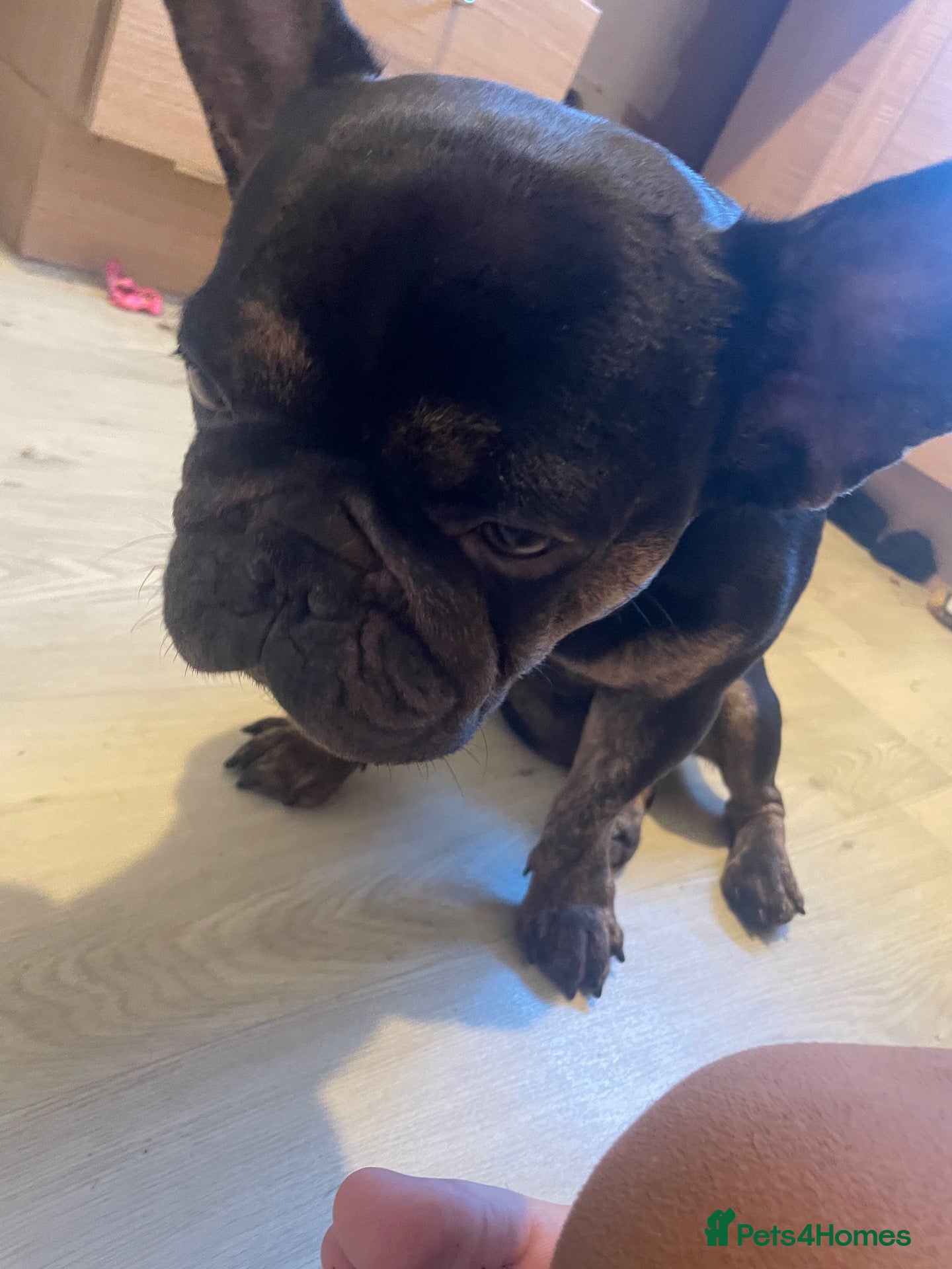 French Bulldog dogs for sale: Stitch  - Advert 20