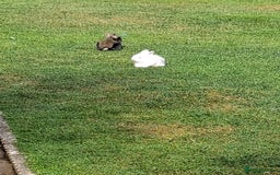 Lionhead rabbits for sale: lionhead bunnies  - Image 4