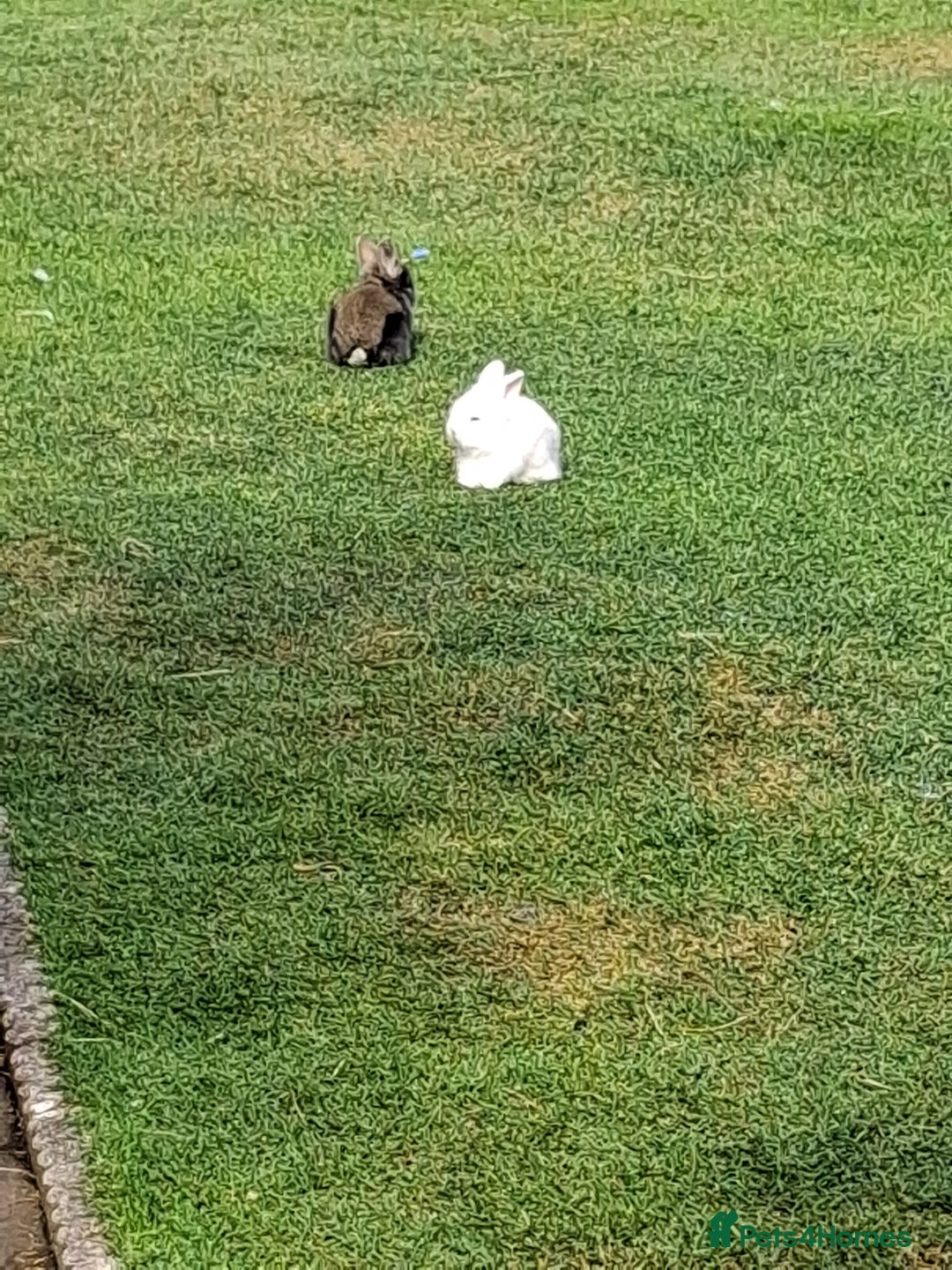 Lionhead rabbits for sale: lionhead bunnies  - Image 4
