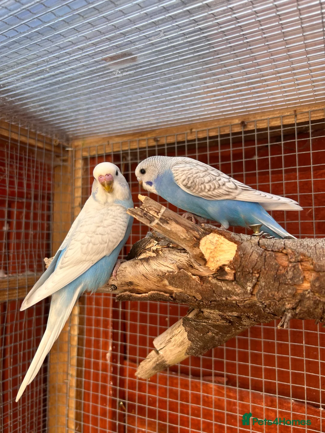 Budgerigars birds for sale: Baby budgies  - Advert 2
