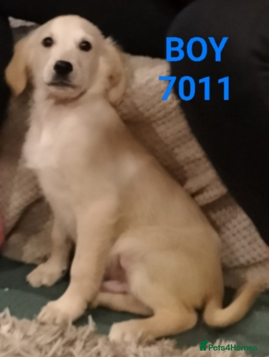 Golden Retriever dogs STUNNING GOLDEN RETRIEVER PUPS - Advert 5