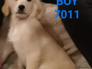 Golden Retriever dogs STUNNING GOLDEN RETRIEVER PUPS - Advert 5